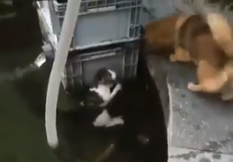 Пес спешит на помощь коту