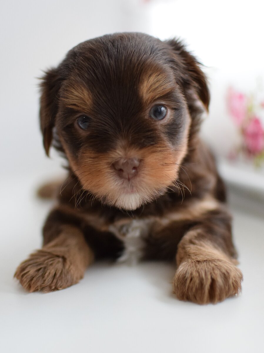 Месячный щенок йоркширского терьера нестандартного шоколадного окраса
