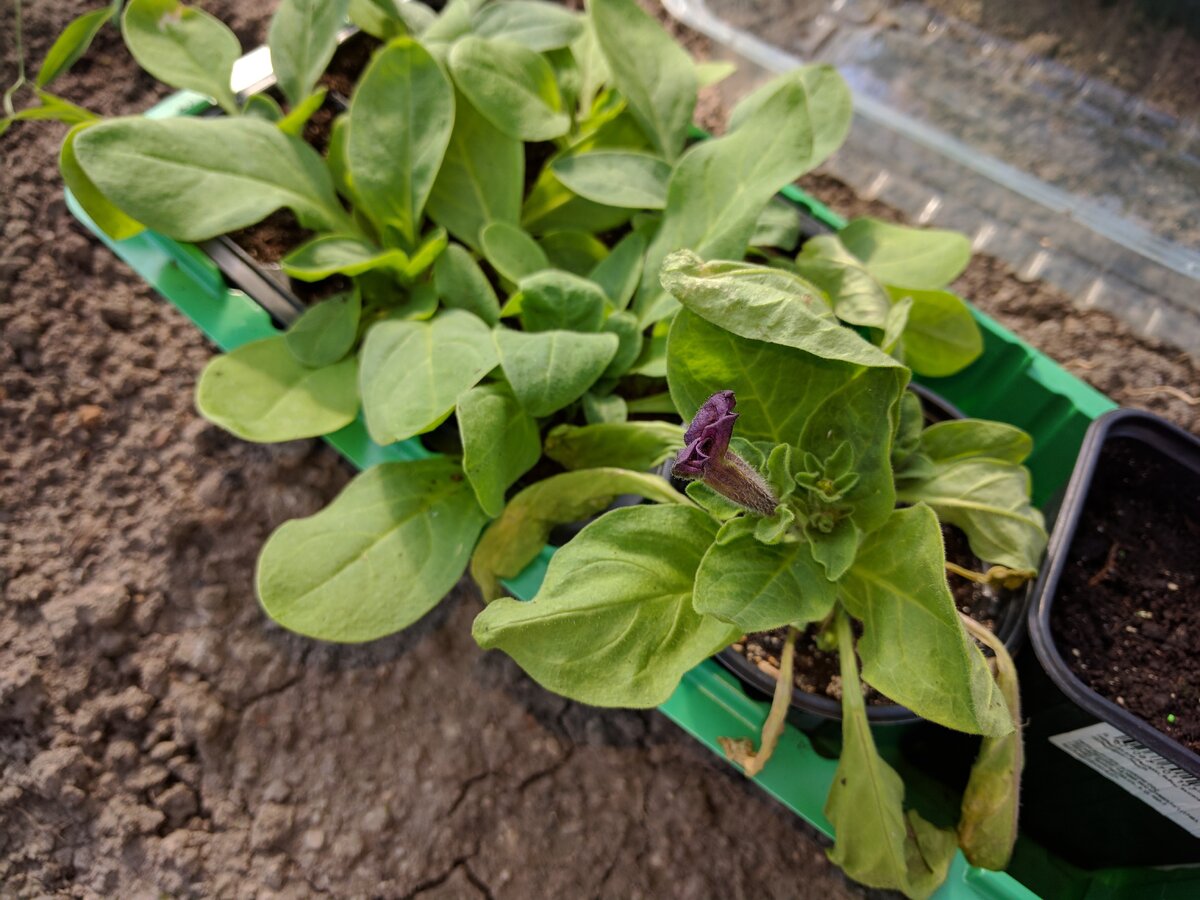 Петуния зацветает. Фото из личного архива 2018 года