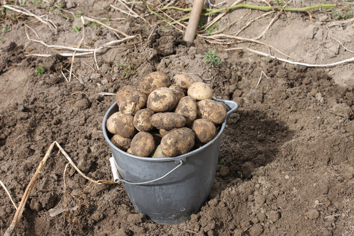 Удобрения для картофеля при посадке в лунку весной названия и фото