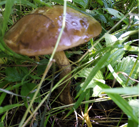 Подберезовик вырос на участке,