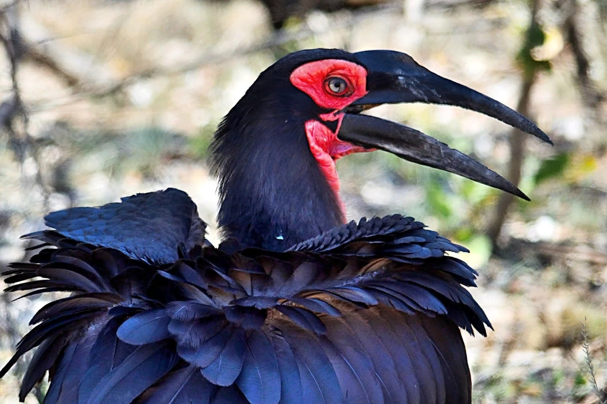 Кафрский рогатый. Птица Кафрский рогатый ворон. Bucorvus leadbeateri. Кафрский (Южный) рогатый ворон. Кафрский рогатый ворон красный.