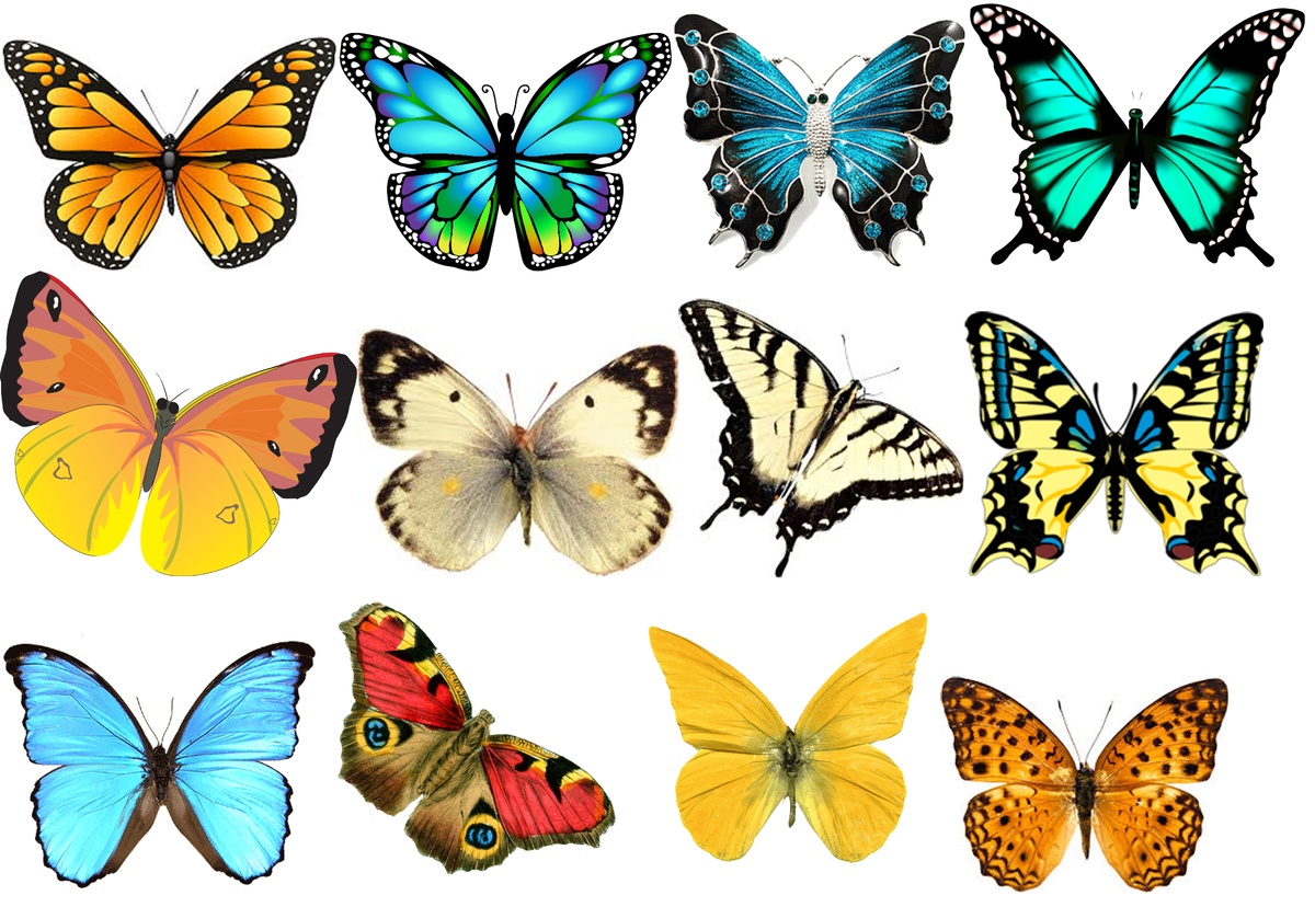 цветные бабочки