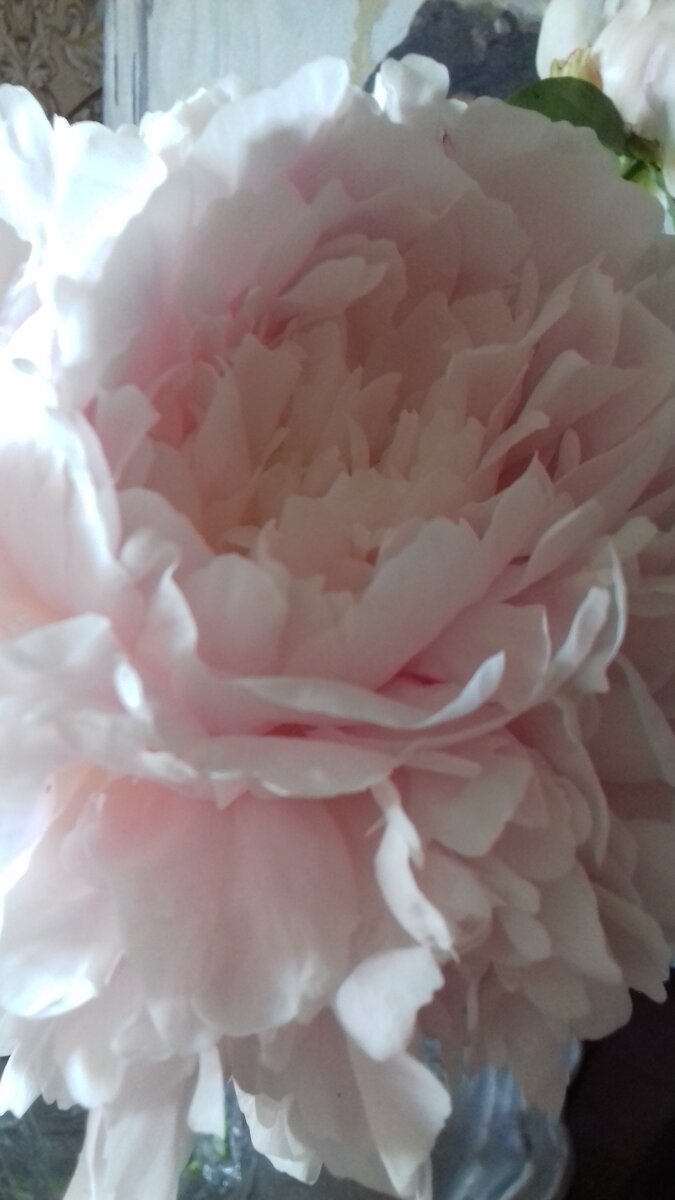 пионы прекрасны