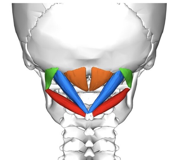 Глубокие затылочные мышцы сустава головы.