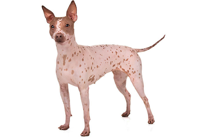 Американский голый терьер