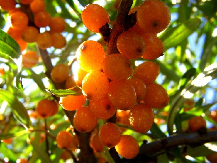 Урожай облепихи. Вредители облепихи. Облепиховая Муха фото. Ягода in Medicine. Buckthorn.
