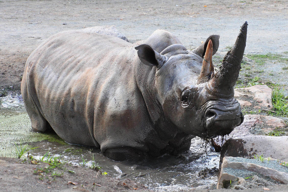 В Южной Африке осталось только 254 черных носорога