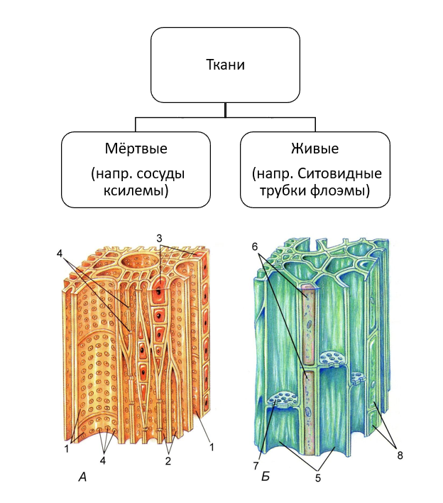 Ткани побега. Проводящая ткань Ксилема и флоэма. Мертвые клетки Ксилема или флоэма. Сосуды древесины и ситовидные трубки. Ксилема ситовидные трубки.