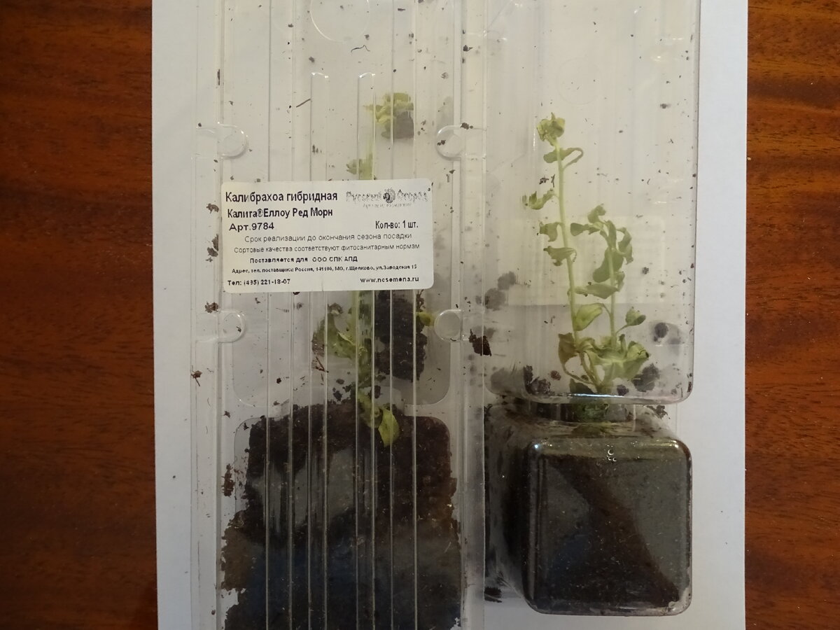 Прислали сухие калибрахоа, вместо шоколадной мяты.