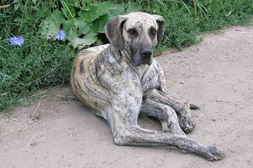 Рентгенологическое исследование грудной клетки