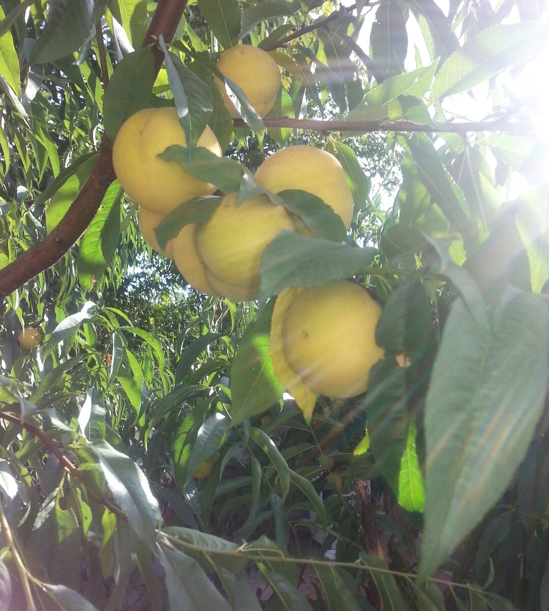 Наш поздний персик, фото от 21.09.2019 г.