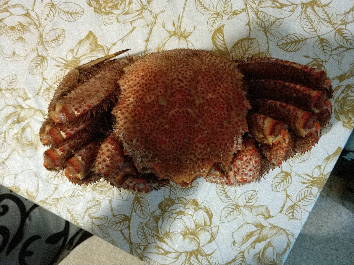 Волосатый краб - вид сверху