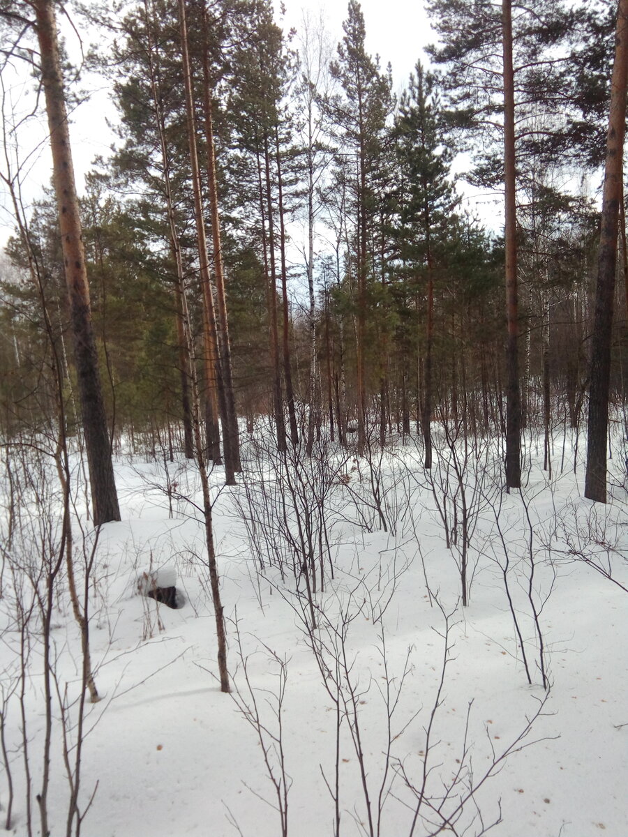 Вид в лес