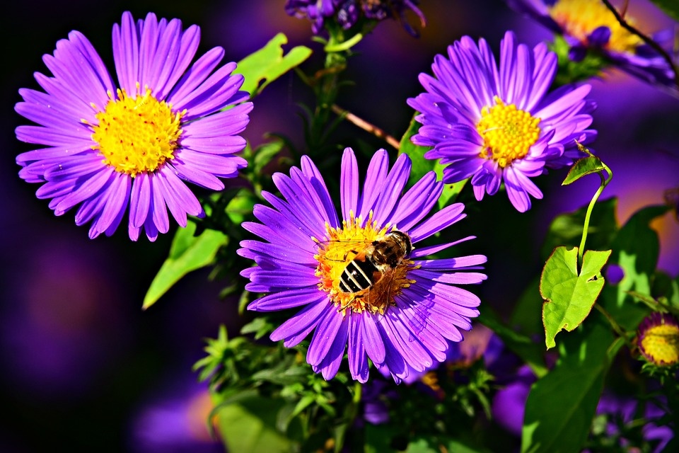 https://pixabay.com/ru/photos/%D0%B0%D1%81%D1%82%D1%80%D0%B0-%D0%BE%D1%81%D0%B5%D0%BD%D0%BD%D0%B8%D0%B9-%D1%86%D0%B2%D0%B5%D1%82%D0%BE%D0%BA-%D0%BF%D1%87%D0%B5%D0%BB%D0%B0-3724927/