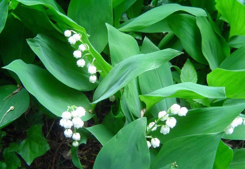 Лилейные — Liliaceae.