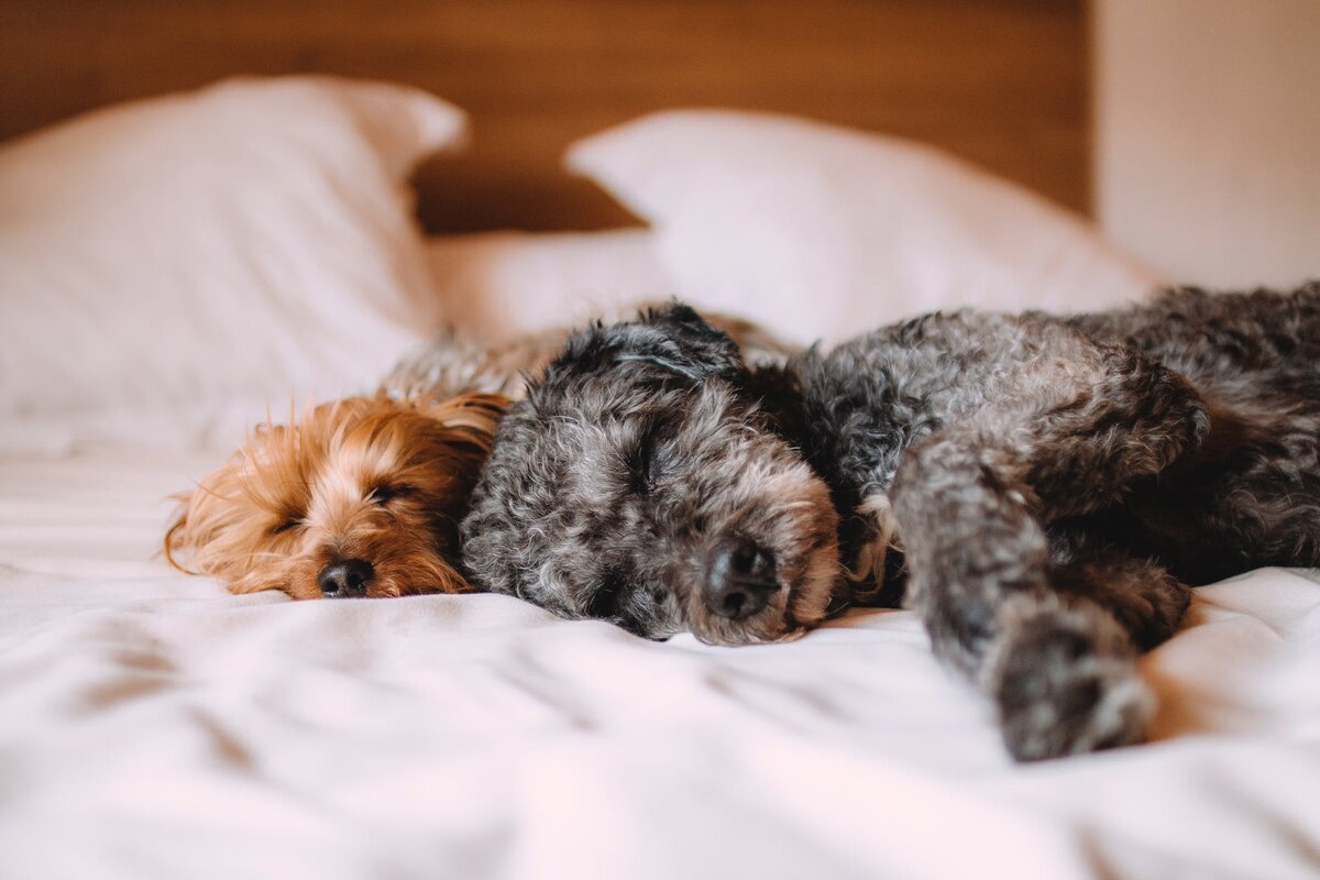 https://www.pexels.com/photo/bed-animal-dog-dogs-57627/