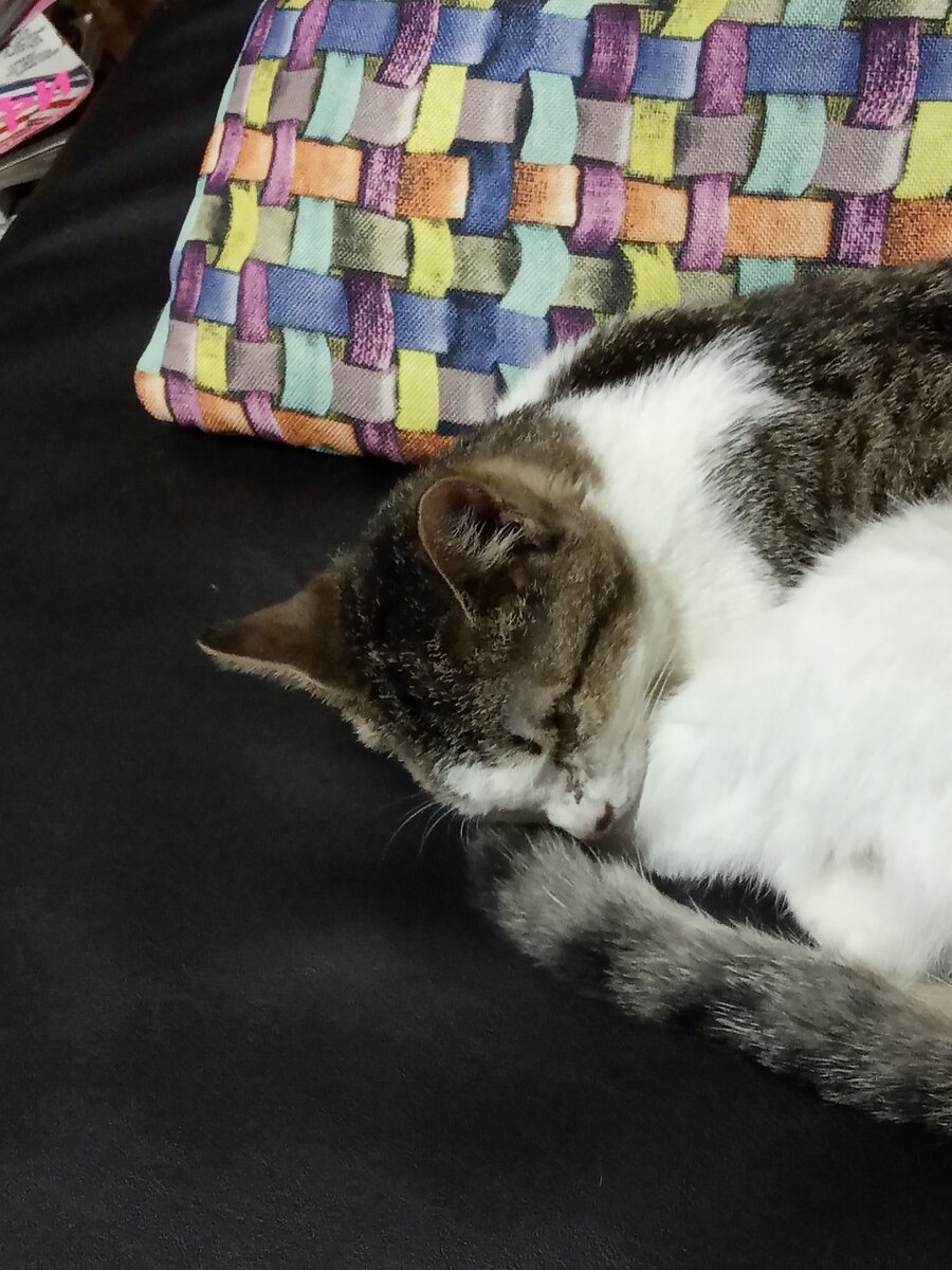 Кошка Варвара