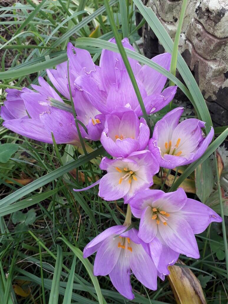 Осенние цветы крокусы, последними радуют нас на даче.