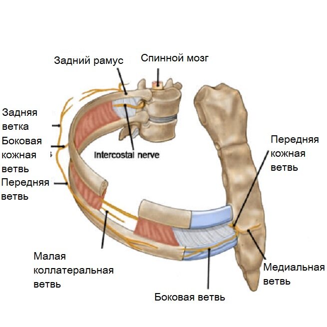 [caption id="attachment_1817" align="aligncenter" width="655"] Строение межреберного нерва[/caption]