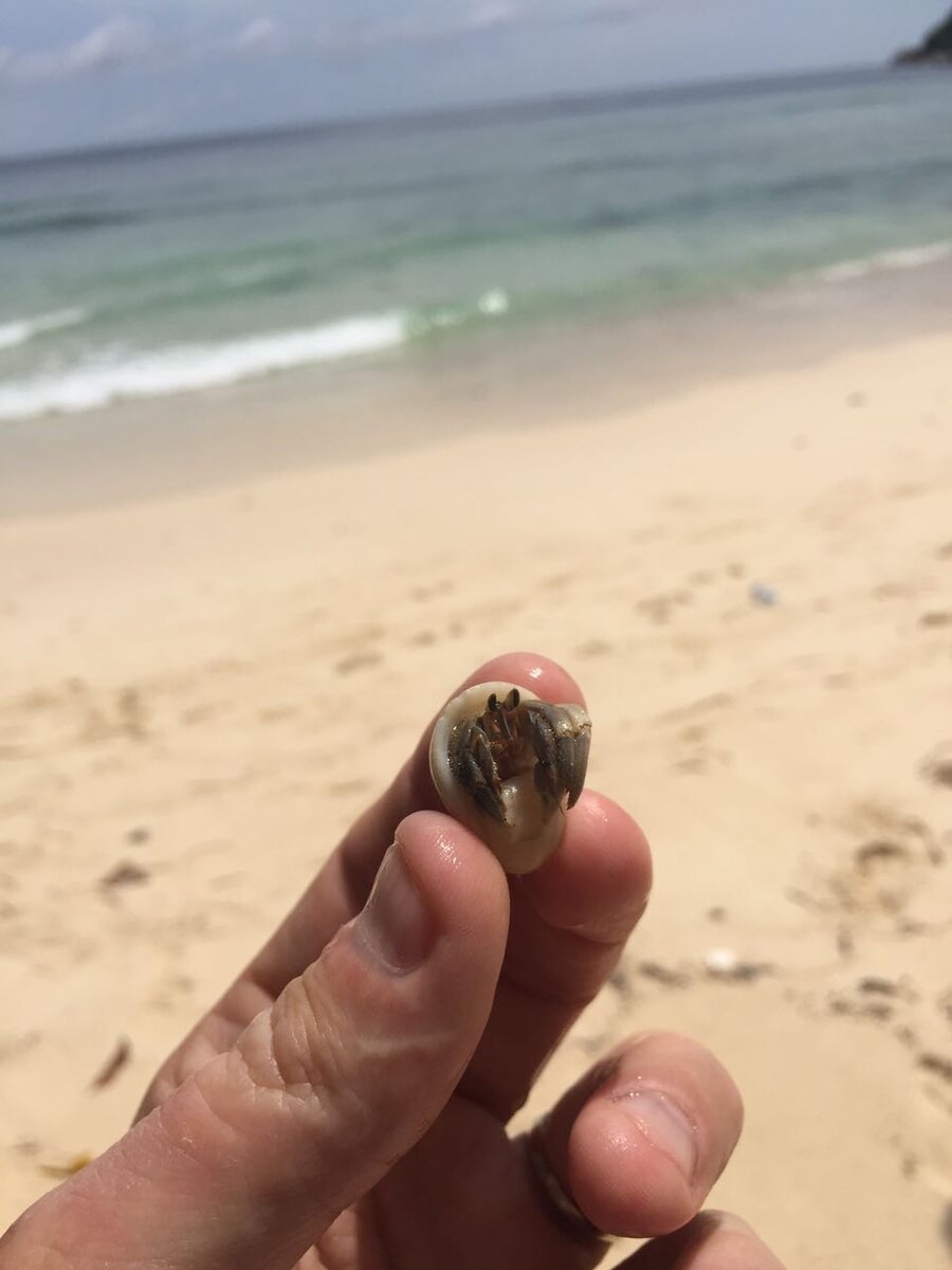 Кроме морских ежей из опасностей есть много мелких рачков с острыми ракушками