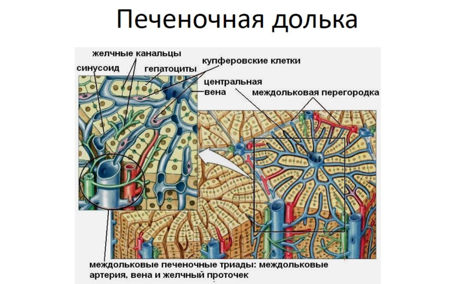 Анатомия и физиология печени