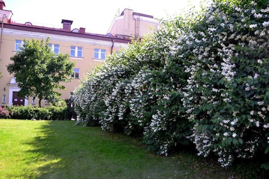 Чубушник в живой изгороди фото