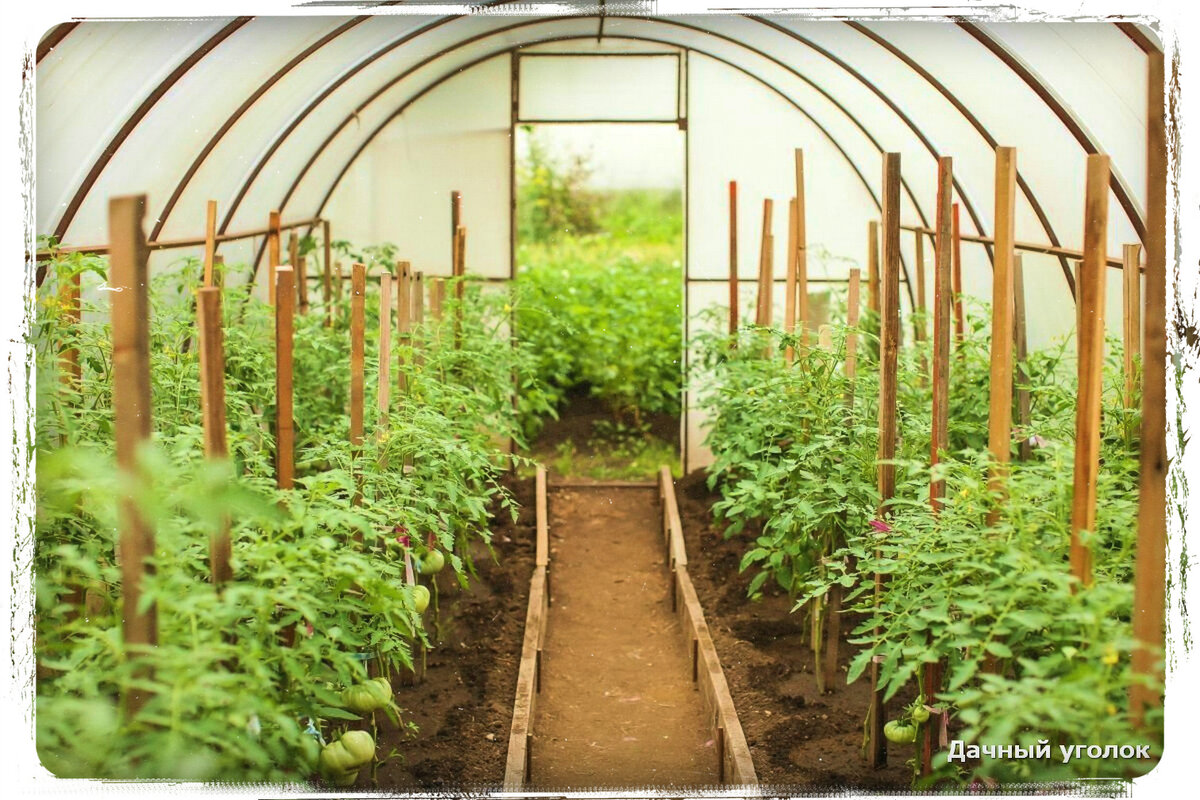 Почва в парнике. Теплица в земле. Почва в парнике. Грунт для теплицы. Подготовка почвы в теплице.