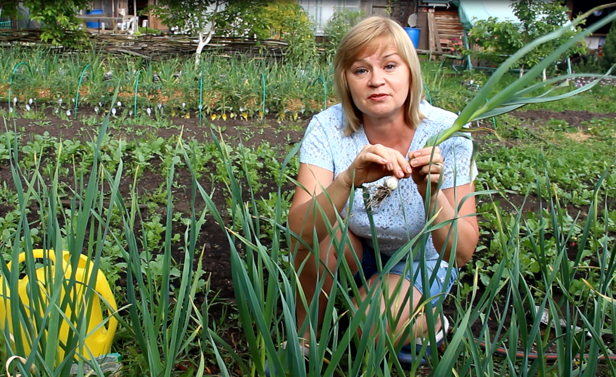 Вторая подкормка Чеснока.