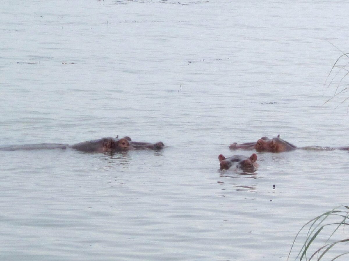 Они, что, живут под водой?