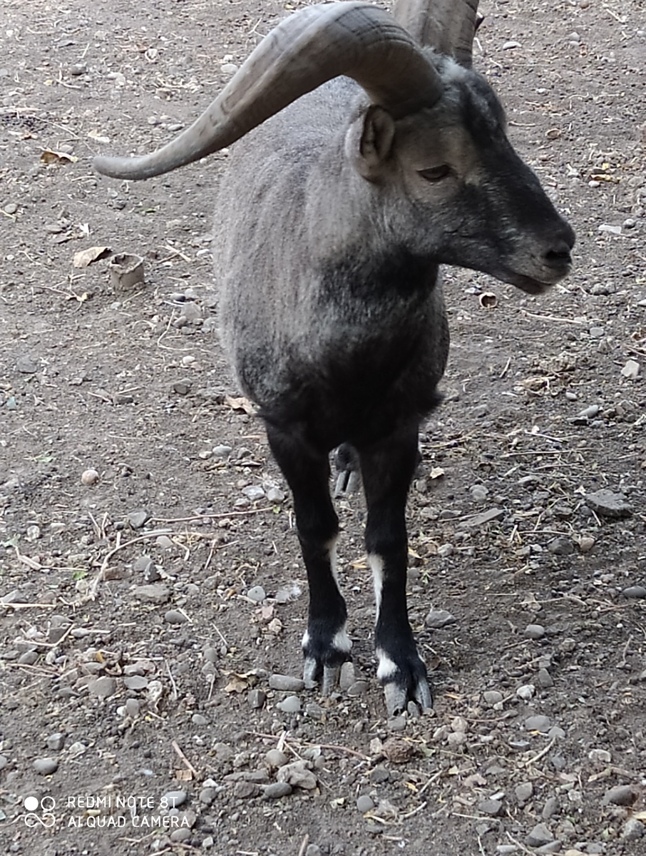Голубой баран -Нахур.