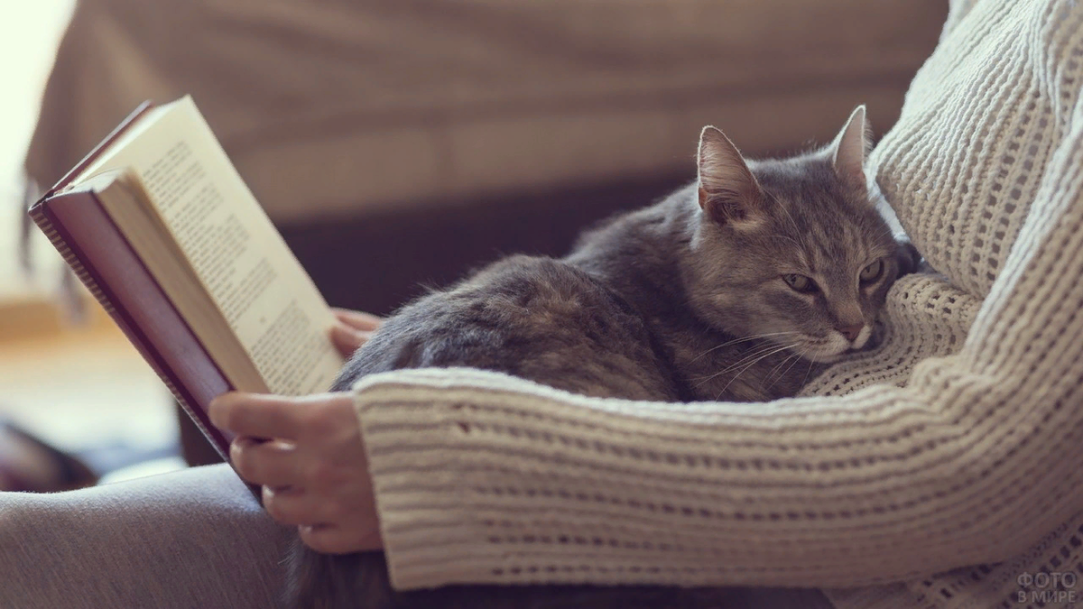 Кот читает книгу картинки. Кот с книгой. Уютные коты. Вечер с книгой. Книги про кошек.