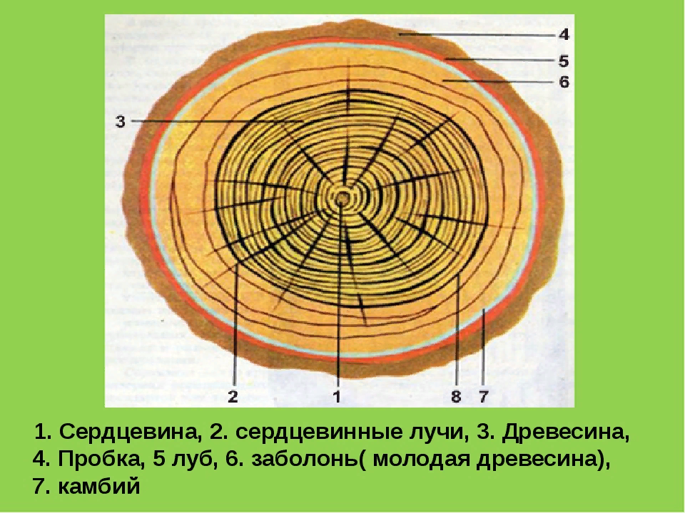 Обратите внимание на сердцевинные лучи.