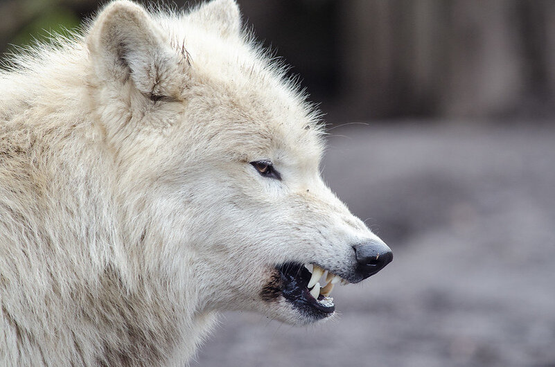 Волки - гроза средневековой Европы