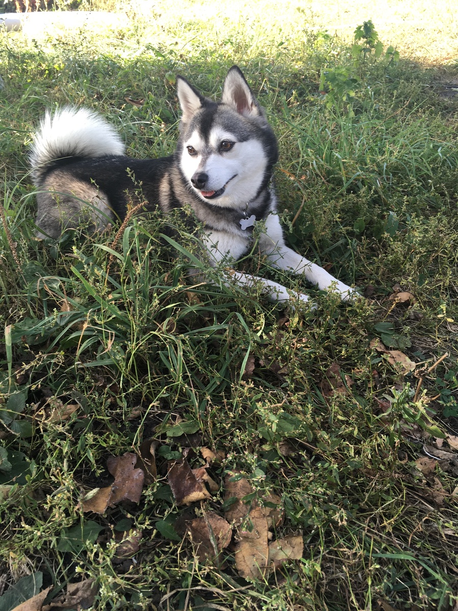 Глория на даче