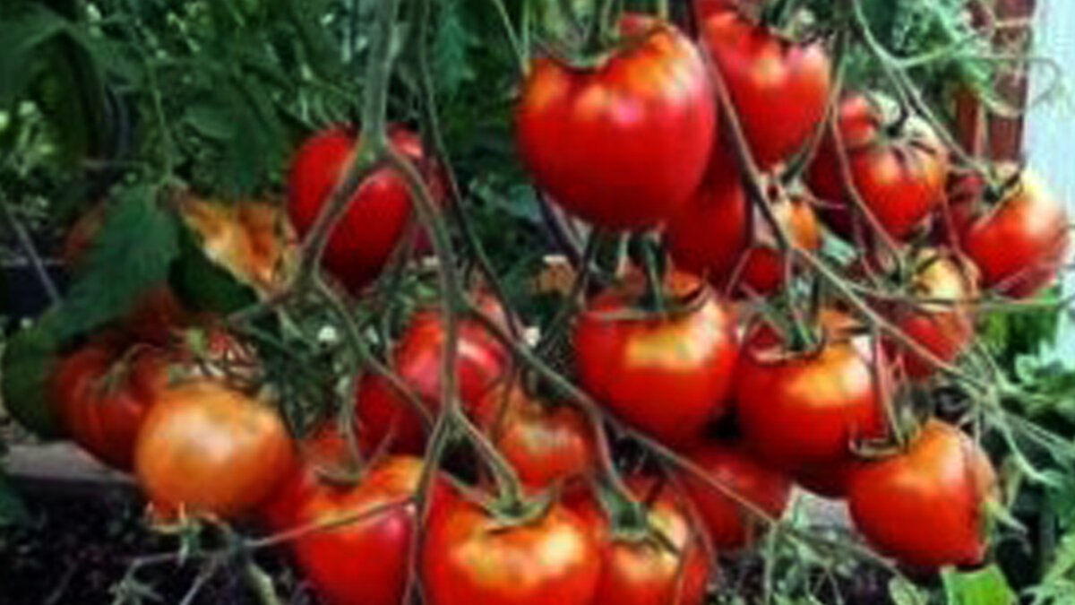 Алпатьева 905А