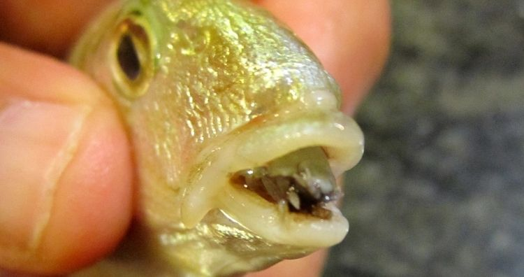 Cymothoa exigua, или языкоядная вошь, - паразитическое ракообразное семейства Cymothoidae. Изображение: Марко Винчи через Викимедиа