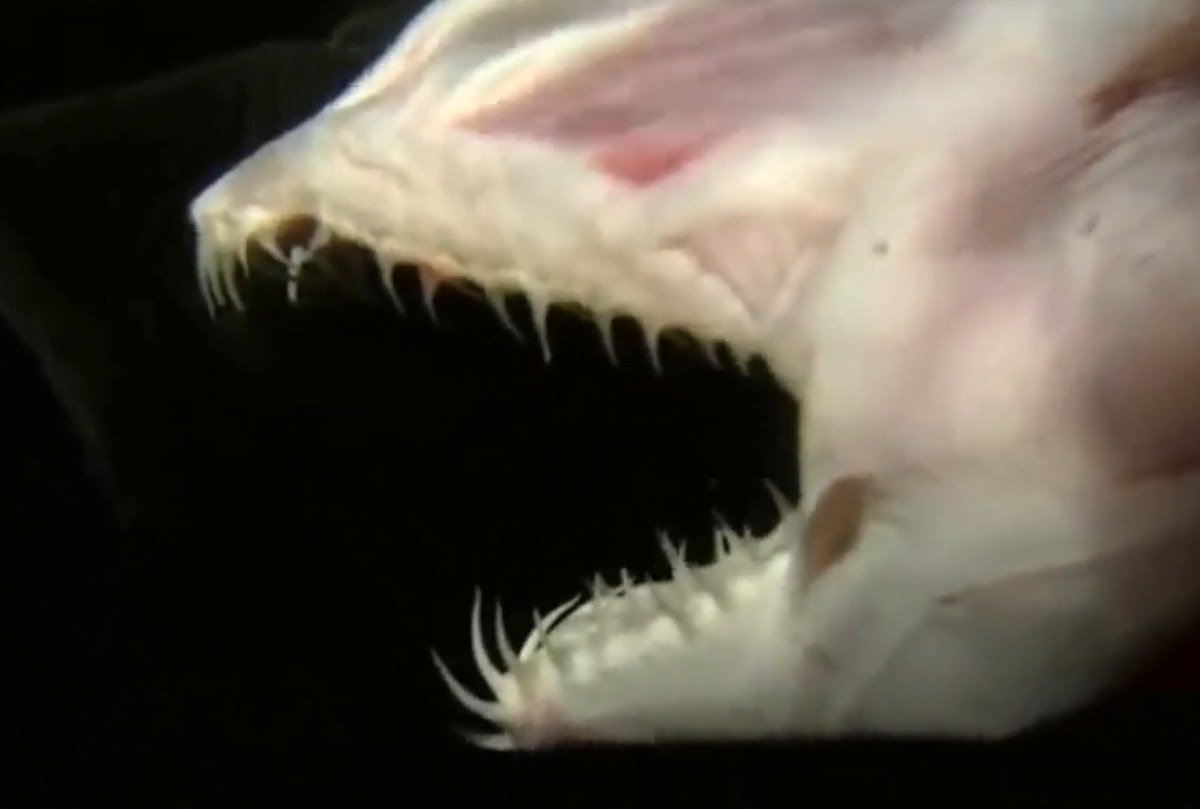 Зубы этой акулы острые как бритва