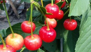 Благодаря своим вкусовым качествам, черешня любима практически всеми садоводами. Для успешного культивирования растения требуется внимательный и бережный уход. Разновидностей черешни создано много, отличных по вкусовым свойствам, цвету плодов и времени плодоношения. Популярной стала недавно выведенная селекционерами черешня Соперница. Высокие показатели урожайности и устойчивости к грибку сделали эту разновидность широко распространенной в центральной части России.