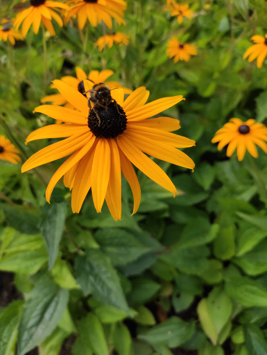 И пчелки их тоже уважают за нектаристость