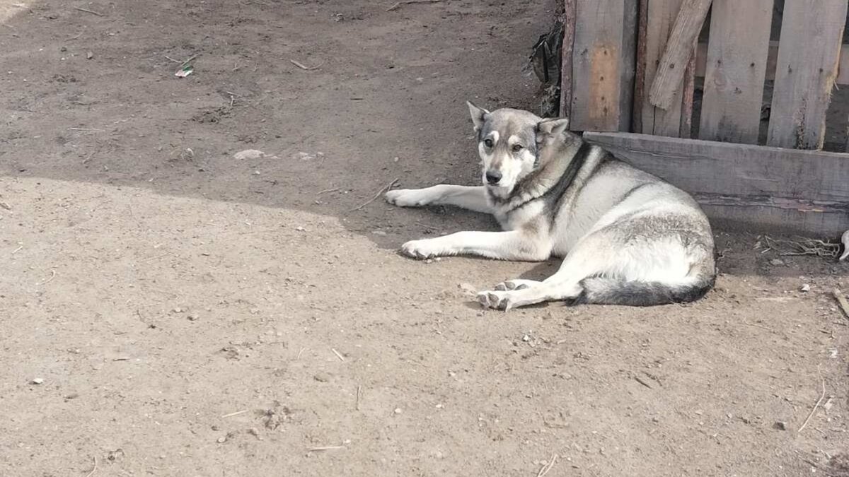 Серый контролирует процесс разгрузки