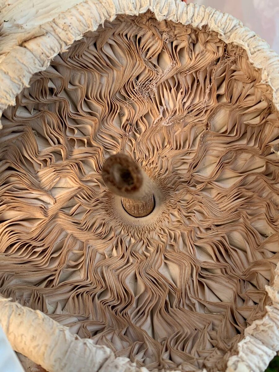 (Моя фотография пластин зонтика)