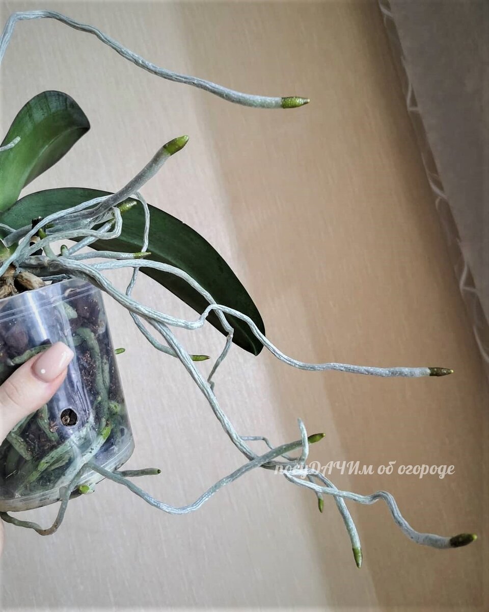 Так выглядят условные воздушные верхние корни