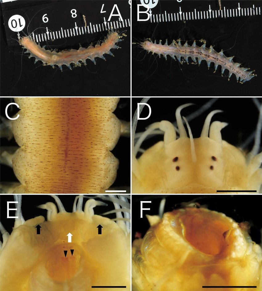 Leocratides kimuraorum крупным планом