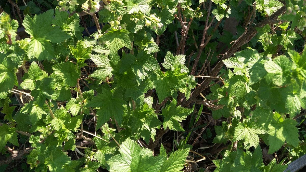 Обязательно проводите обрезку, чтобы не было загущено.
