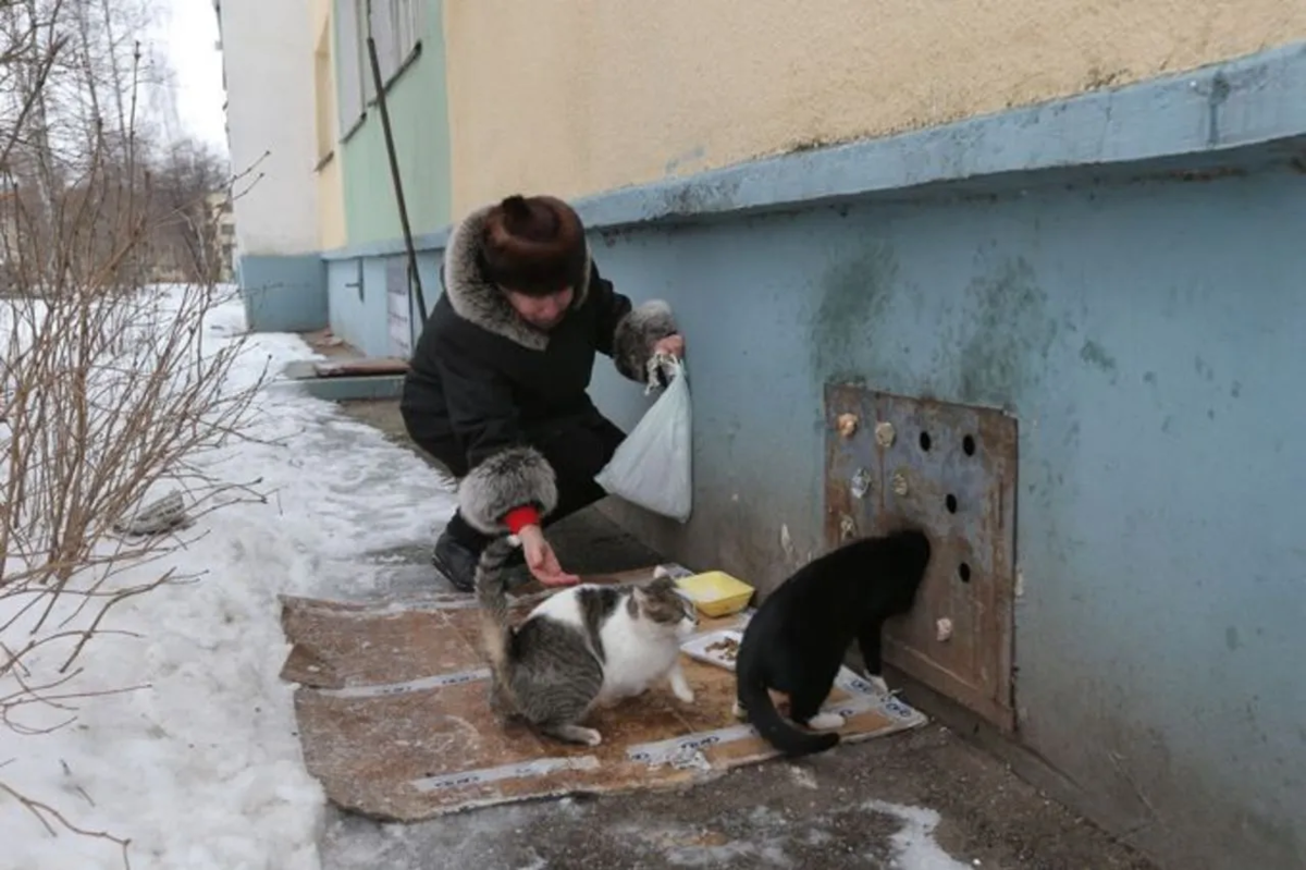 Коты в подвале. Подкармливание бездомных животных. Кот в подъезде. Бездомные животные в подвалах. Как кошка помогает в доме