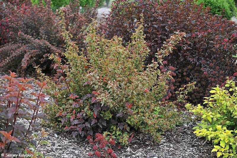 Пузыреплодник Chameleon