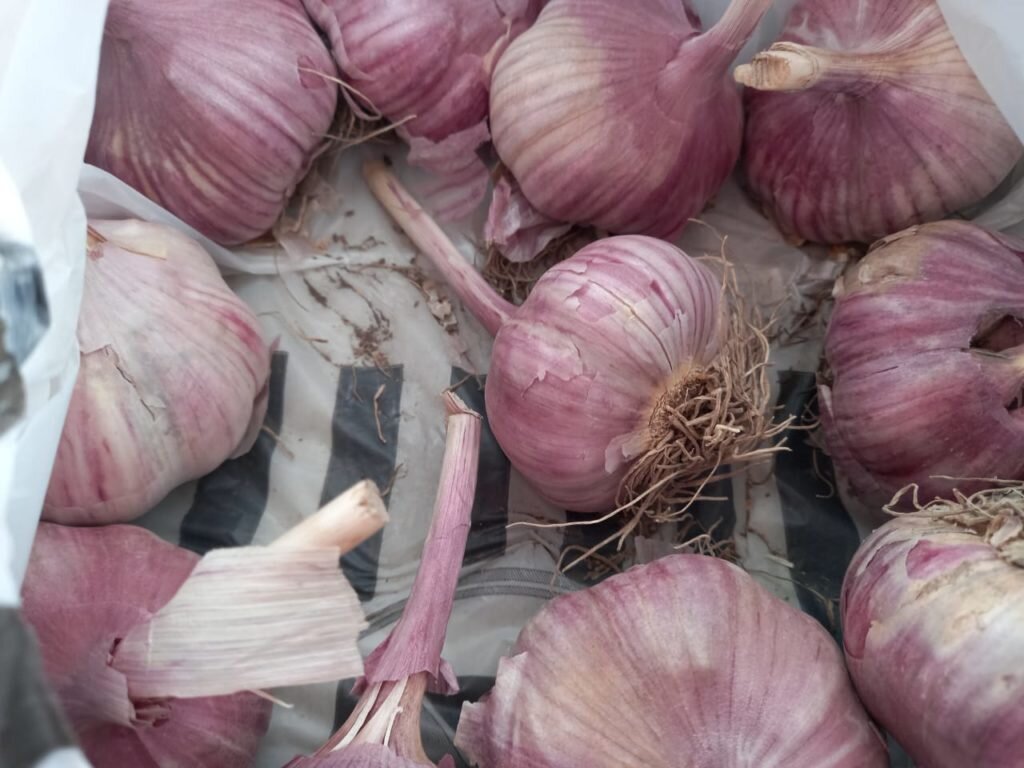 Урожай чеснока