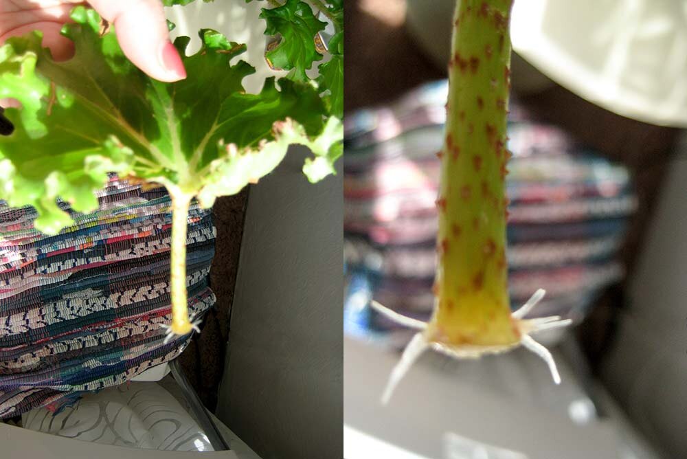 Бегония пустила корни, готовим к посадке