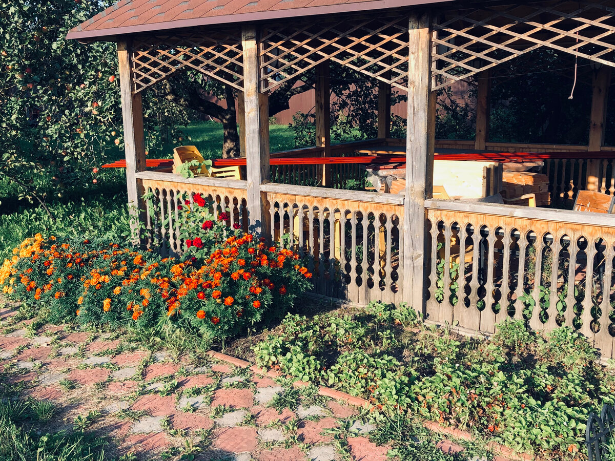 Справа земляника, слева громадные бархатцы, за которыми не видно моих роз. Везде фото автора.